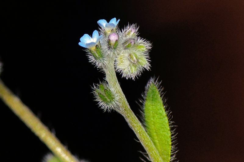 Myosotis ramosissima / Nontiscordardim ramosissimo